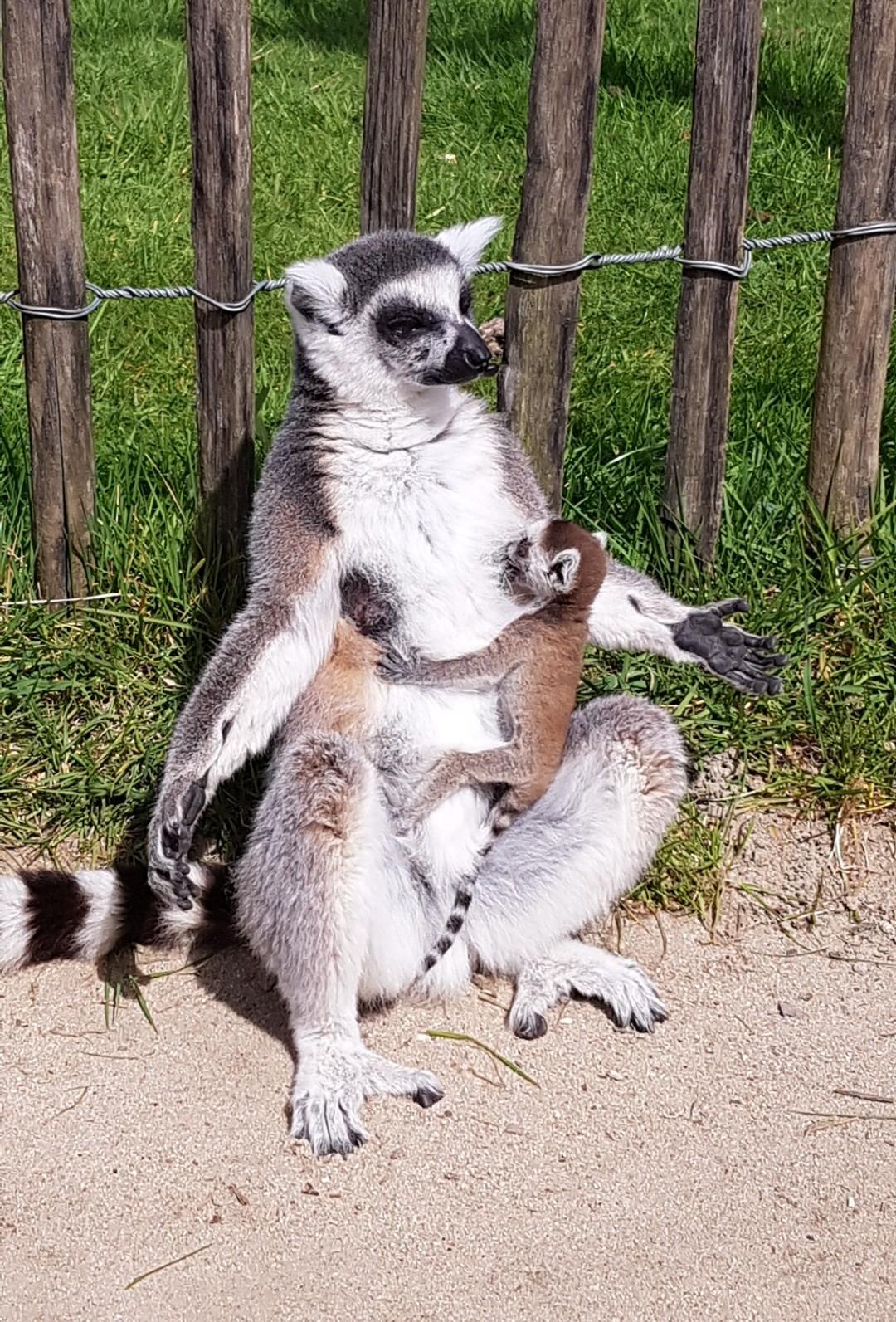 Foto M. Totten Zoo, 20 x 20 Ferienpass