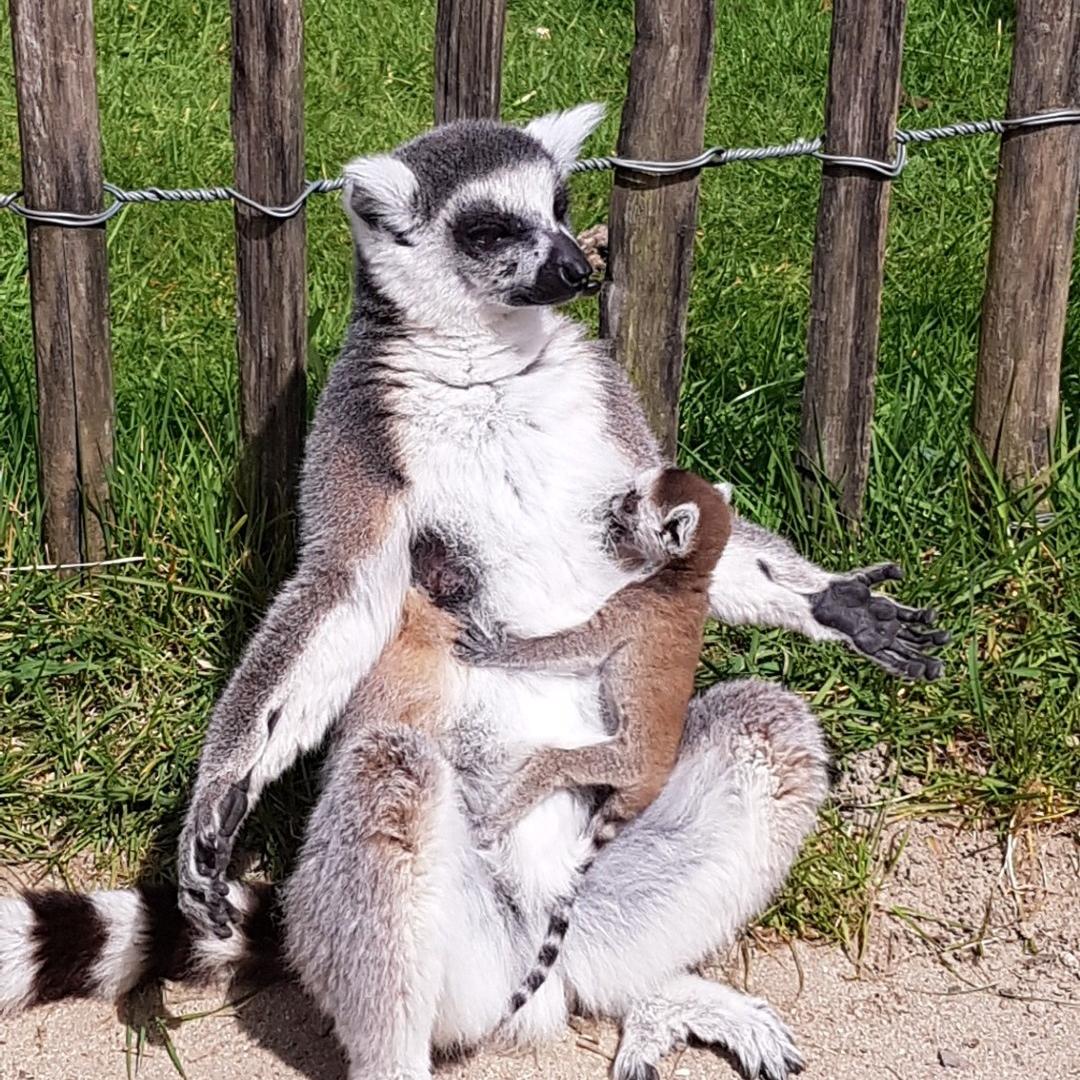 Foto M. Totten Zoo, 20 x 20 Ferienpass