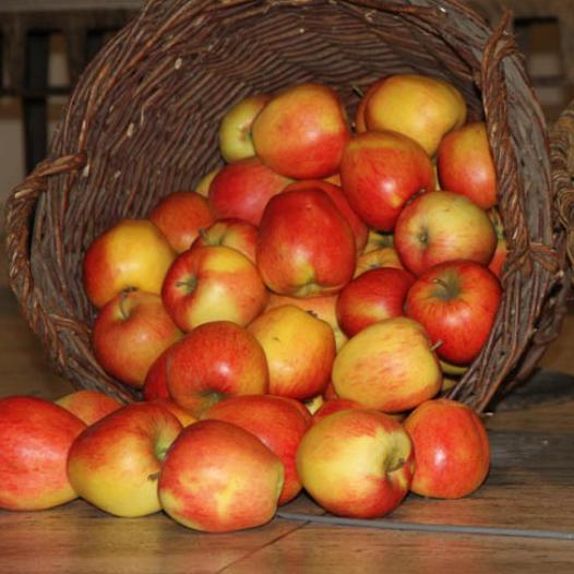 Erntedank2011_003